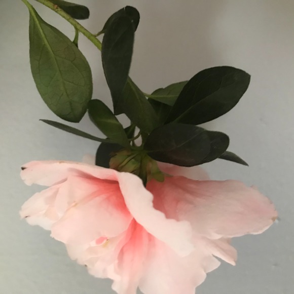 valentinag29